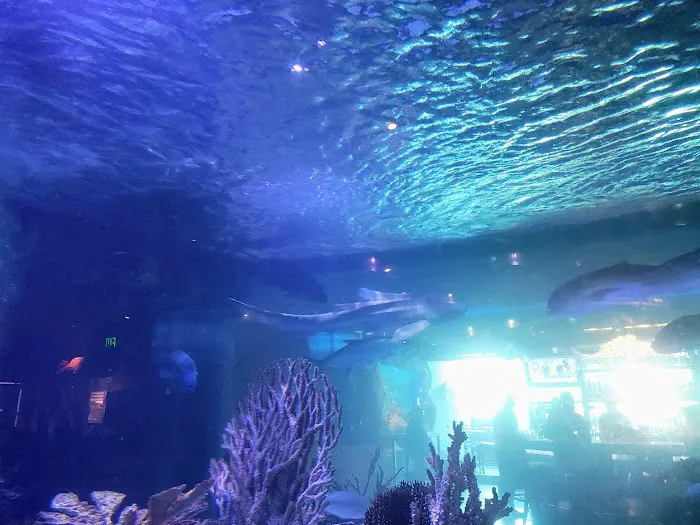 Aquarium Restaurant Picture 7